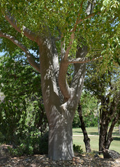 Moringa hildebrandtii