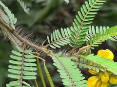 Senna mutisiana