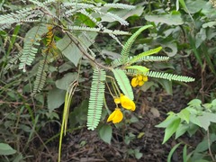 Senna mutisiana