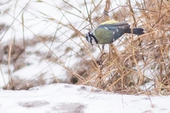 Cyanistes caeruleus