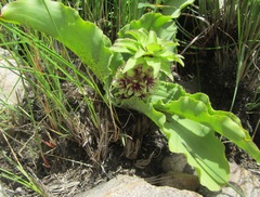 Eucomis montana