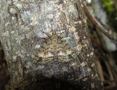 Pseudocoremia indistincta