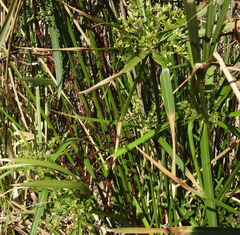 Cyperus textilis
