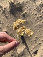 Pseudognaphalium cheiranthifolium