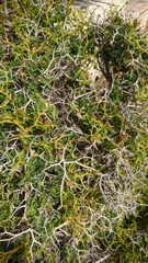 Euphorbia acanthothamnos