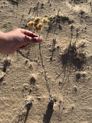 Pseudognaphalium cheiranthifolium