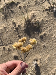 Pseudognaphalium cheiranthifolium