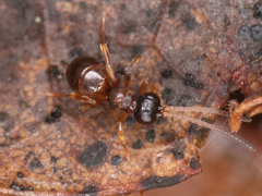 Ichneumonidae