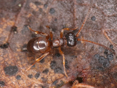 Ichneumonidae