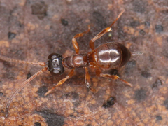 Ichneumonidae