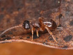 Ichneumonidae