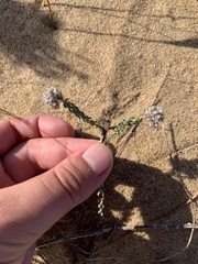 Polygala cyparissias