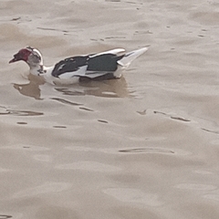 Cairina moschata domestica