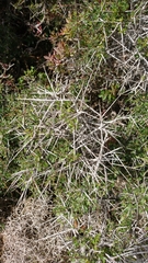 Rhamnus lycioides