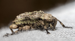 Leptostylus transversus