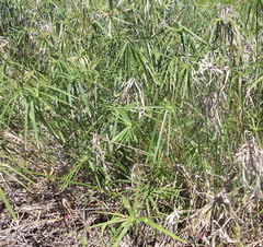 Cyperus textilis