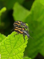 Astylus lineatus