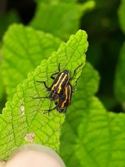 Astylus lineatus