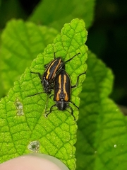 Astylus lineatus