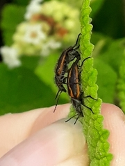 Astylus lineatus