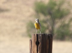 Sturnella magna lilianae