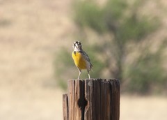 Sturnella magna lilianae