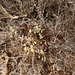 Allium luteolum - Photo (c) aulax, algunos derechos reservados (CC BY-NC), subido por aulax