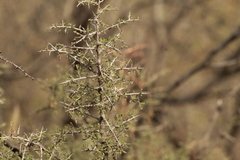Condalia correllii