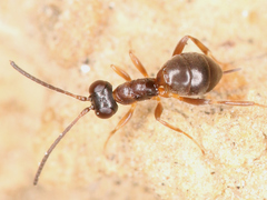 Ichneumonidae
