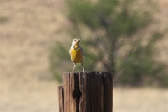 Sturnella magna lilianae