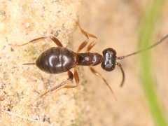 Ichneumonidae