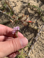 Stevia satureiifolia