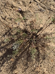 Stevia satureiifolia