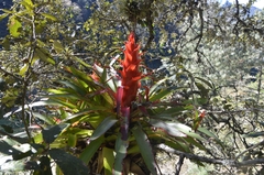 Tillandsia imperialis
