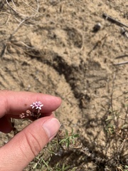 Stevia satureiifolia