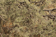Condalia correllii