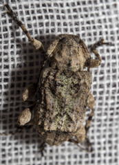 Leptostylus transversus