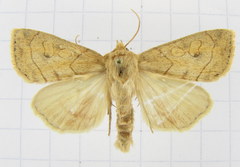 Enargia fausta
