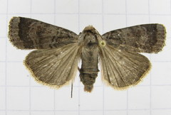 Abagrotis placida