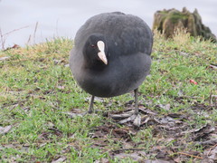 Fulica atra