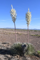 Yucca elata elata
