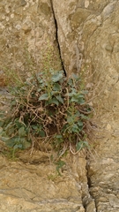 Scrophularia heterophylla