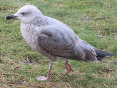 Larus argentatus