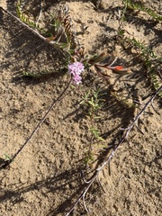 Stevia satureiifolia