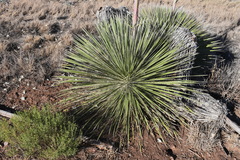 Yucca elata elata