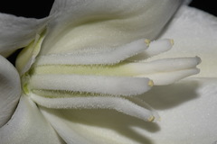 Yucca elata elata