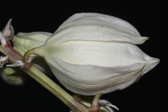 Yucca elata elata