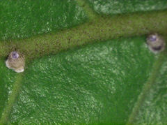 Hemiberlesia rapax