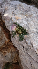Centaurea raphanina mixta