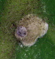 Hemiberlesia rapax